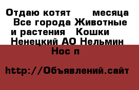 Отдаю котят. 1,5 месяца - Все города Животные и растения » Кошки   . Ненецкий АО,Нельмин Нос п.